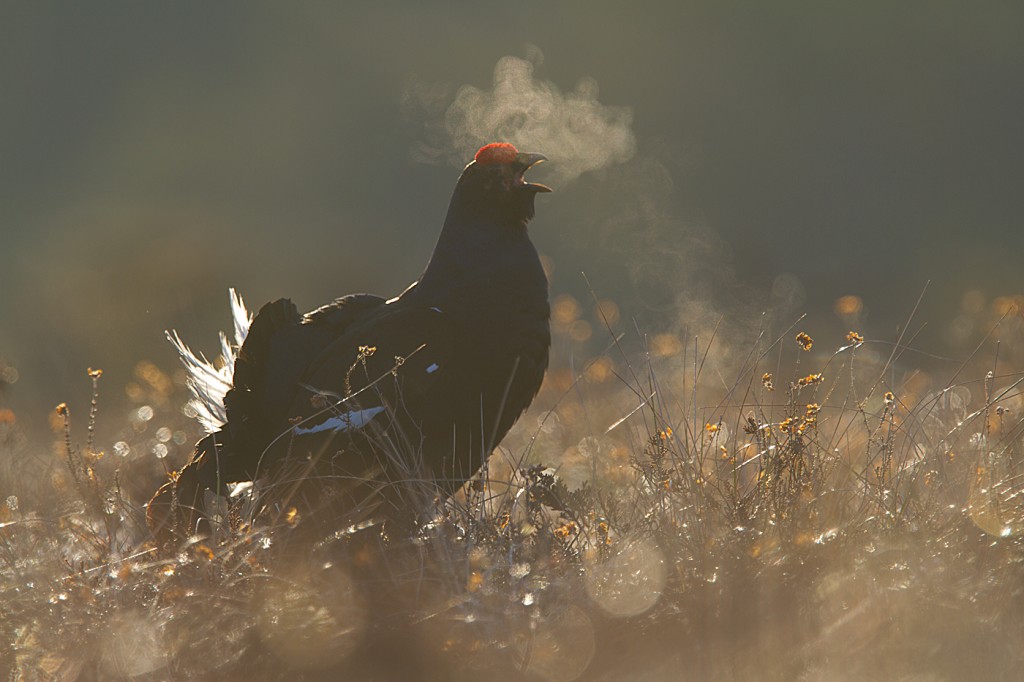 Black Grouse display