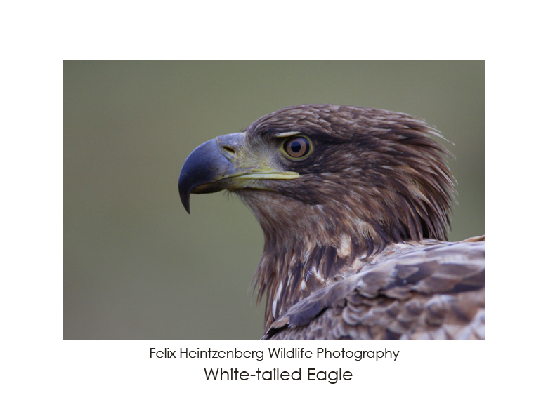 White-tailed Eagle