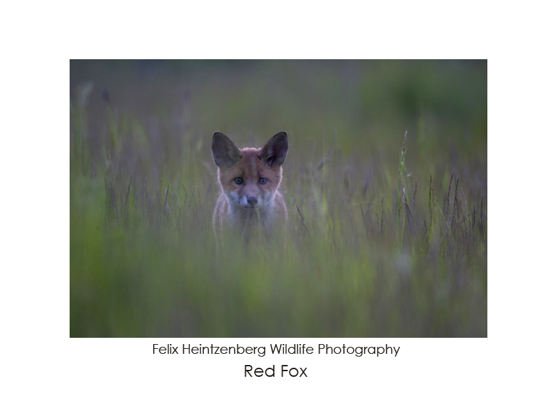 Red Fox