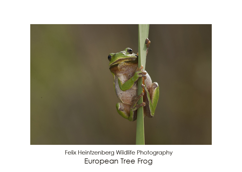 European Tree Frog