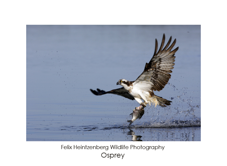 Osprey