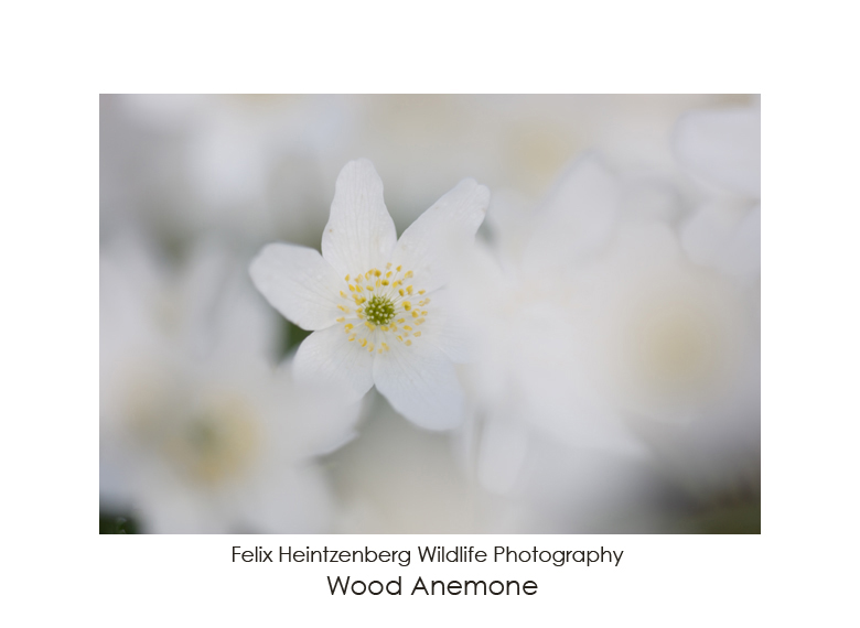 Wood Anemone