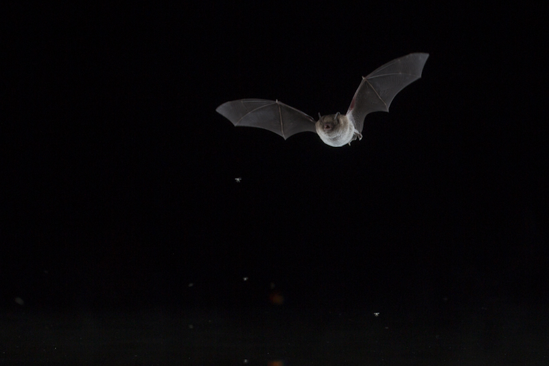 Daubenton's Bat. Lund, Sweden, July 2012. Copyright Felix Heintzenberg