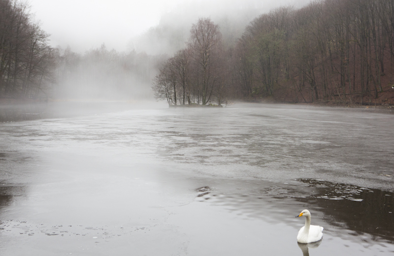 Whooper Swan on half frozen pond Skärdamm