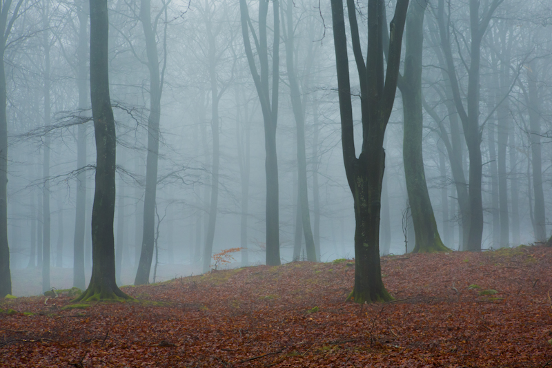 Beech forest in dense fog