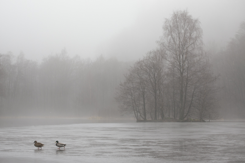 Mallards on ice